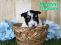 Grayson Male Biewer $2800