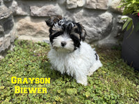 Grayson Male Biewer $950