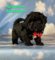 Grayson Male Peekapoo $1325