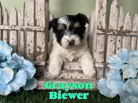 Grayson Male Biewer $2800