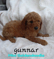 Gunnar Male F1B Mini Goldendoodle $750