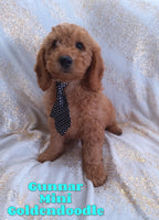 Gunnar Male F1B Mini Goldendoodle $595