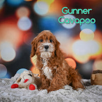 Gunner Male Cavapoo $625