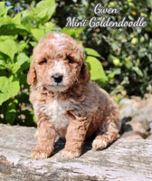 Gwen Female F1B Mini Goldendoodle $999