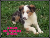 Hadassah Female Mini Australian Shepherd $475