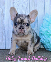 Haley Female AKC French Bulldog $2500