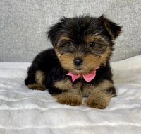 Yorkshire Terrier