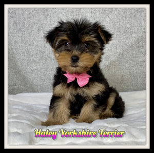 Yorkshire Terrier