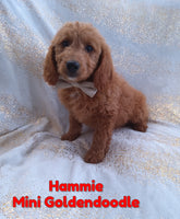 Hammie Male F1B Mini Goldendoodle $595