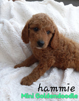 Hammie Male F1B Mini Goldendoodle $750