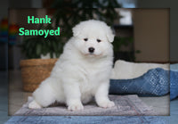 Hank Male AKC Samoyed $2400