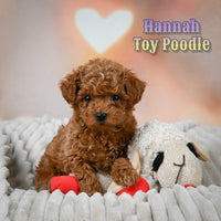 Hannah Female Toy Poodle $1350