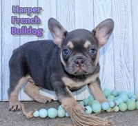 Harper Female AKC French Bulldog $1995