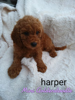 Harper Female F1B Mini Goldendoodle $750