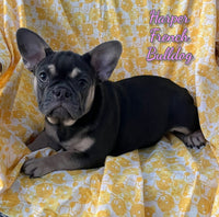Harper Female AKC French Bulldog $500