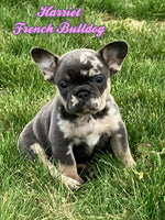 Harriet Female French Bulldog $1650
