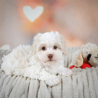 Havanese