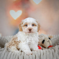 Havanese