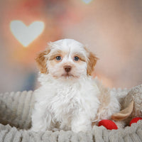 Havanese