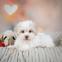 Havanese