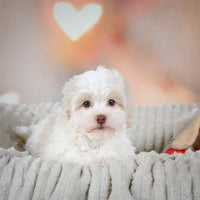 Havanese