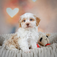 Havanese