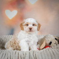 Havanese