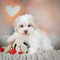 Havanese