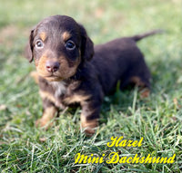 Hazel Female AKC/ACA Mini Dachshund $1525