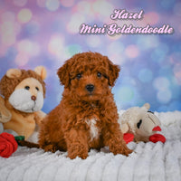 Hazel Female Mini Goldendoodle $950