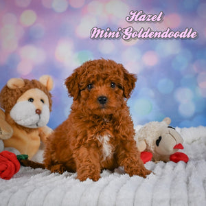 Mini Goldendoodle