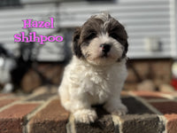 Hazel Female Shihpoo $1200