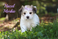 Hazel Female Morkie $1195