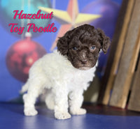 Hazelnut Female ACA Toy Poodle $1625