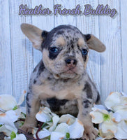 Heather Female AKC French Bulldog $2500
