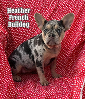 Heather Female AKC French Bulldog $1200