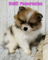 Heidi Female ACA Pomeranian $975