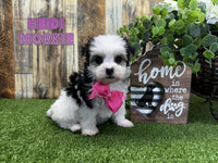 Heidi Female Morkie $995