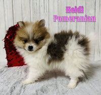 Heidi Female ACA Pomeranian $975