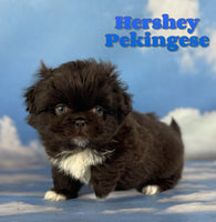 Pekingese