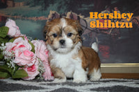 Hershey Male Shihtzu $865