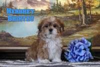 Hershey Male Shihtzu $650