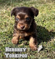 Yorkipoo