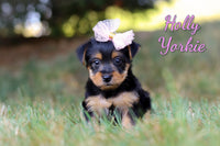 Holly Female Yorkshire Terrier $1200