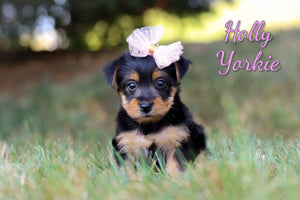 Yorkshire Terrier