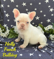Holly Female French Bulldog $1650