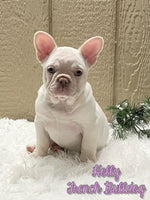 Holly Female French Bulldog $1250
