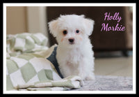 Holly Female Morkie $1200