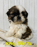 Honey Female Shihtzu $650