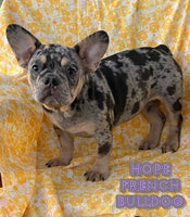 Hope Female AKC French Bulldog $1200